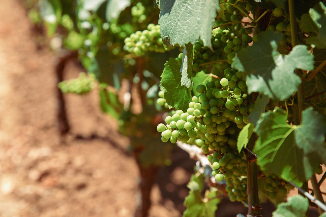 Upcycling in Action: From Chardonnay Grapes to Superfood Chocolate