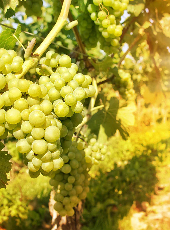Grape
